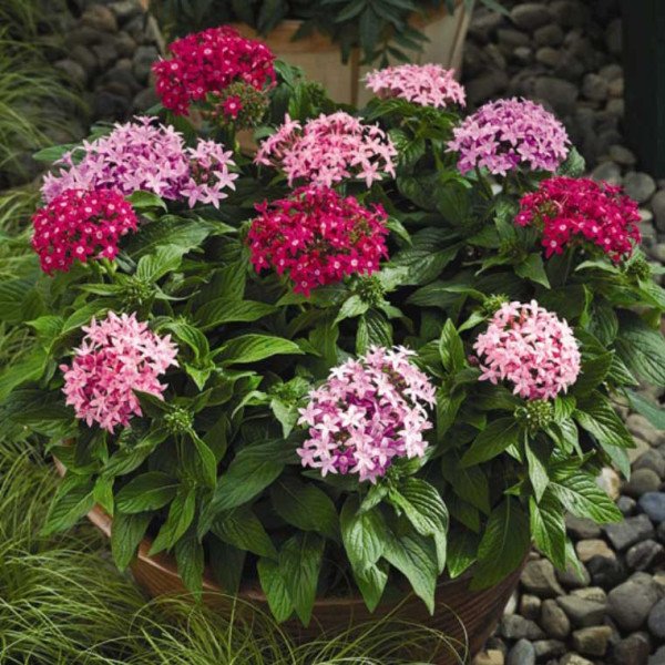 Насіння пентаса Старла F1 суміш /100 насінин/ *Syngenta*