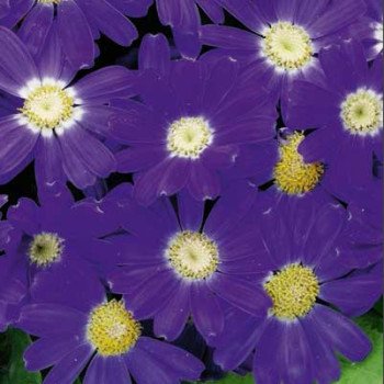 Перікалліс Венеція F1 синій з обідком /100 насінин/ *Syngenta*