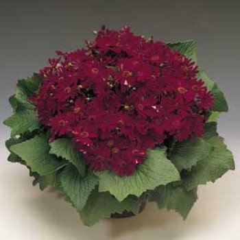 Перікалліс Венеція F1 бордо /100 насінин/ *Syngenta*