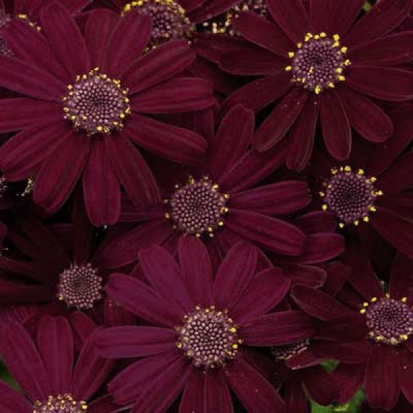 Насіння перікалліса Венеція F1 бордо /100 насінин/ *Syngenta*