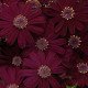 Насіння перікалліса Венеція F1 бордо /100 насінин/ *Syngenta*