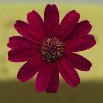 Перікалліс Венеція F1 бордо /100 насінин/ *Syngenta*