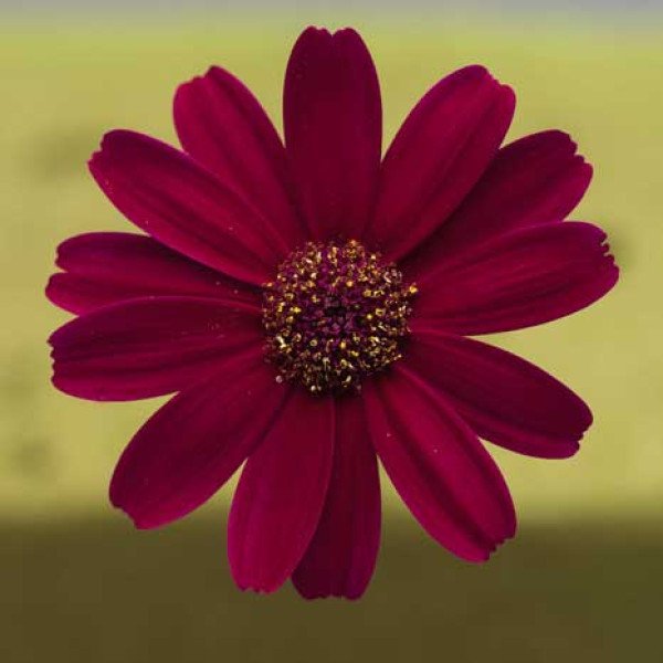 Насіння перікалліса Венеція F1 бордо /100 насінин/ *Syngenta*