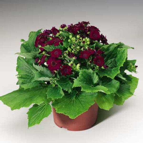 Насіння перікалліса Венеція F1 бордо /100 насінин/ *Syngenta*