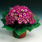 Перикаллис Венеция F1 карминовый с ободком /100 семян/ *Syngenta*