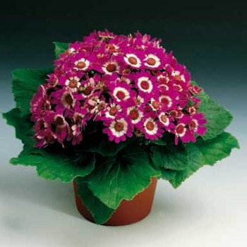 Перікалліс Венеція F1 карміновий з обідком /100 насінин/ *Syngenta*