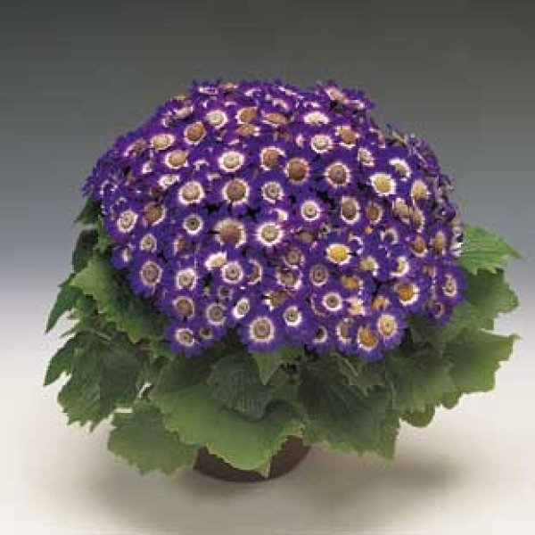 Насіння перікалліса Венеція F1 синій /100 насінин/ *Syngenta*