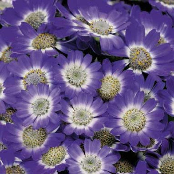 Насіння перікалліса Венеція F1 синій /100 насінин/ *Syngenta*