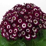 Перикаллис Венеция F1 бордо с ободком /100 семян/ *Syngenta*