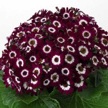 Перікалліс Венеція F1 бордо з обідком /100 насінин/ *Syngenta*