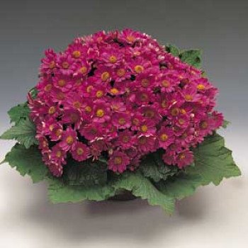 Перікалліс Венеція F1 чері /100 насінин/ *Syngenta*