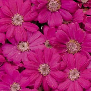 Перікалліс Венеція F1 чері /100 насінин/ *Syngenta*