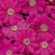 Насіння перікалліса Венеція F1 чері /100 насінин/ *Syngenta*
