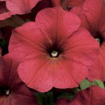 Петуния Изи Вейв F1 берри велюр (berry welure) /50 семян (драже)/ *Pan American*