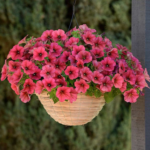 Насіння петунії Ізі Вейв F1 беррі велюр (berry welure) /50 насінин (драже)/ *Pan American*