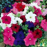 Петуния Танго F1 смесь (mix) /1.000 семян (драже)/ *Hem Genetics*