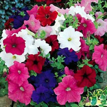 Петуния Танго F1 смесь (mix) /1.000 семян (драже)/ *Hem Genetics*
