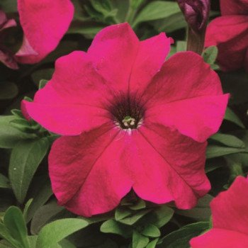 Петуния Браво F1 малиновая /1.000 семян/ *Syngenta*