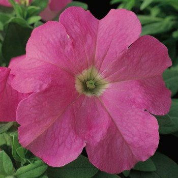 Петунія Ультра F1 рожева (pink) /1.000 насінин/ *Syngenta*