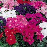 Петуния Ультра F1 смесь (mix) /1.000 семян/ *Syngenta*