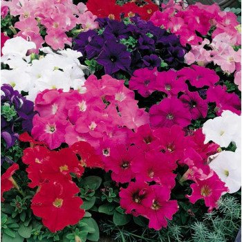 Петунія Ультра F1 суміш (mix) /1.000 насінин/ *Syngenta*