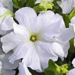 Петуния Ультра F1 белый фреш (white fresh) /1.000 семян/ *Syngenta*