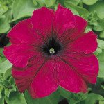Петунія Ультра F1 бургунді (burgundy) /1.000 насінин/ *Syngenta*