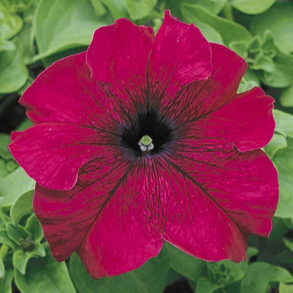 Насіння петунії Ультра F1 бургунді (burgundy) /1.000 насінин/ *Syngenta*