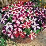 Петунія Ультра F1 зоряна суміш /1.000 насінин/ *Syngenta*