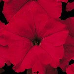 Петуния Ультра F1 красная /1.000 семян/ *Syngenta*