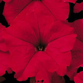 Петунія Ультра F1 червона /1.000 насінин/ *Syngenta*