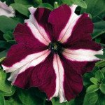 Петунія Ультра F1 кримсон зірка /1.000 насінин/ *Syngenta*