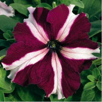 Петунія Ультра F1 кримсон зірка /1.000 насінин/ *Syngenta*