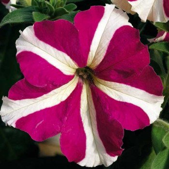 Петунія Ультра F1 рожева зірка /1.000 насінин/ *Syngenta*