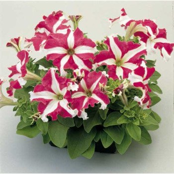 Петунія Ультра F1 рожева зірка /1.000 насінин/ *Syngenta*