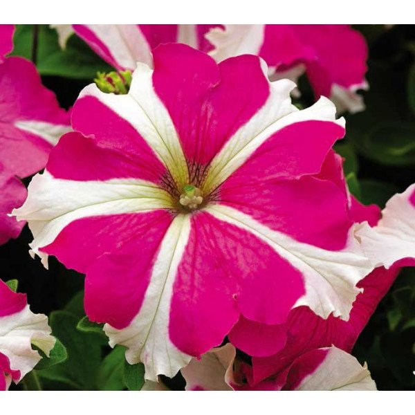 Семена петунии Ультра F1 розовая звезда /1.000 семян/ *Syngenta* Семена петунии Ультра F1 розовая звезда /1.000 семян/ *Syngenta*