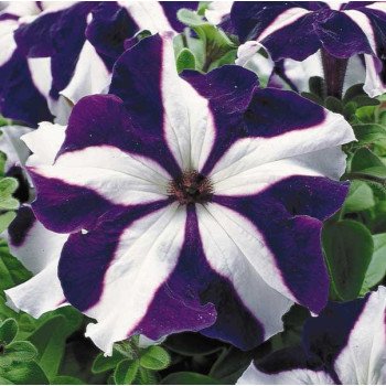 Петунія Ультра F1 синя зірка /1.000 насінин/ *Syngenta*