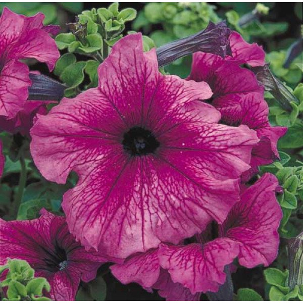 Насіння петунії Ультра F1 сливова /1.000 насінин/ *Syngenta*