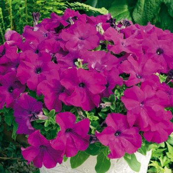 Петунія Ультра F1 фіолетова /1.000 насінин/ *Syngenta*