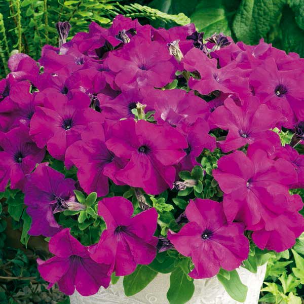 Насіння петунії Ультра F1 фіолетова /1.000 насінин/ *Syngenta*