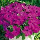 Насіння петунії Ультра F1 фіолетова /1.000 насінин/ *Syngenta*