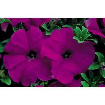 Петунія Ультра F1 фіолетова /1.000 насінин/ *Syngenta*