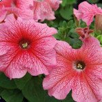 Петуния Ламбада F1 лососевая с прожилками (salmon veined) /1.000 семян (драже)/ *Hem Genetics*