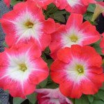 Петуния Ламбада F1 пламенное утро (scarlet morn) /1.000 семян (драже)/ *Hem Genetics*