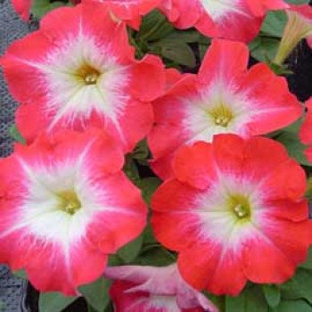 Петуния Ламбада F1 пламенное утро (scarlet morn) /1.000 семян (драже)/ *Hem Genetics*