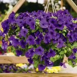 Петуния Плюш F1 синяя (blue) /100 семян/ *Syngenta*