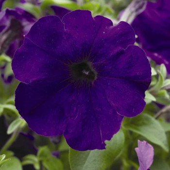 Петунія Плюш F1 синя (blue) /100 насінин/ *Syngenta*