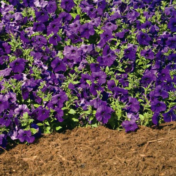 Насіння петунії Плюш F1 синя (blue) /100 насінин/ *Syngenta*