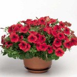 Петуния Плюш F1 красная (dark red) /100 семян/ *Syngenta*