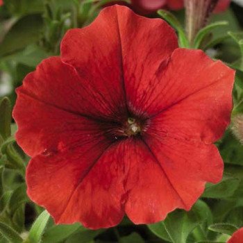 Петунія Плюш F1 червона (dark red) /100 насінин/ *Syngenta*